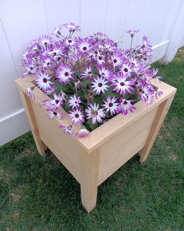 16" x 16" x 16" cedar planter